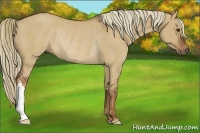 Horse Color:Red Dun Rabicano