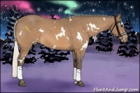 Horse Color:White Spotted Silver Buckskin Appaloosa