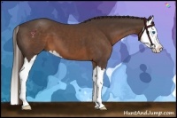 Horse Color:Liver Chestnut Sabino Splash 