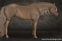 Horse Color:Chocolate Palomino 