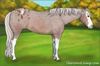 Horse Color:Silver Bay Splash Appaloosa 