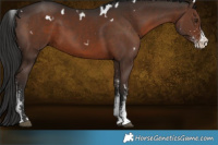 Horse Color:White Spotted Liver Chestnut 