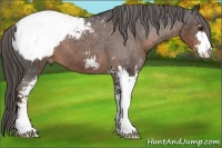 Horse Color:Liver Chestnut Sabino Appaloosa 