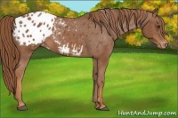 Horse Color:Chestnut Appaloosa 