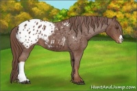 Horse Color:Chestnut Appaloosa 