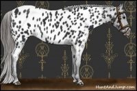 Horse Color:Black Near Leopard 