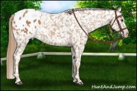 Horse Color:Chestnut Appaloosa 