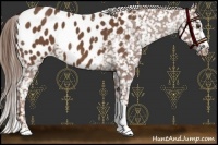 Horse Color:Chestnut Appaloosa 