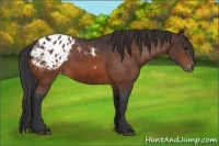Horse Color:Bay Appaloosa 