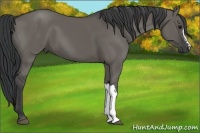 Horse Color:Grullo 