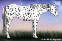 Horse Color:Liver Chestnut Appaloosa