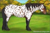 Horse Color:Bay Appaloosa 
