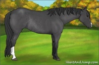 Horse Color:Blue Roan Rabicano