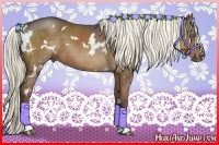 Horse Color:White Spotted Liver Chestnut 