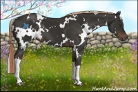 Horse Color:White Spotted Liver Chestnut 