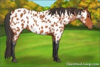 Horse Color:Bay Appaloosa 