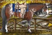 Horse Color:White Spotted Bay 