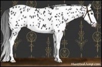 Horse Color:Black Splash Near Leopard