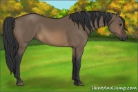 Horse Color:Brown Dun 