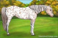 Horse Color:Bay Appaloosa 
