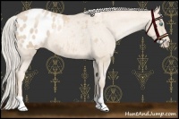 Horse Color:Palomino Pearl Appaloosa 