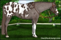 Horse Color:Liver Chestnut Appaloosa 