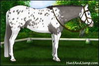 Horse Color:Grullo Splash Appaloosa 