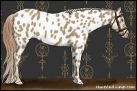 Horse Color:Classic Cream Champagne Near Leopard 