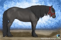Horse Color:Black Rabicano
