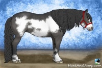 Horse Color:Black Sabino Frame Rabicano 
