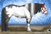 Horse Color:Black Frame Rabicano