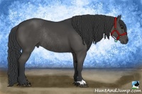 Horse Color:Black Rabicano 
