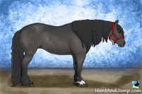 Horse Color:Black Rabicano