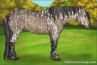 Horse Color:Brown Ice Dun Appaloosa  and Bay Dun 