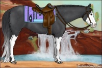 Horse Color:Blue Roan Splash 