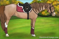 Horse Color:Bay Pearl 