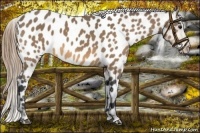 Horse Color:Buckskin Appaloosa 