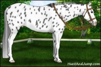 Horse Color:Blue Roan Splash Leopard 