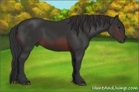 Horse Color:Brown 