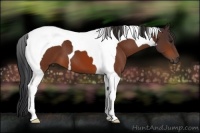Horse Color:Bay Tobiano 