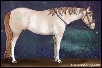 Horse Color:White Spotted Buckskin Pearl Sabino Rabicano