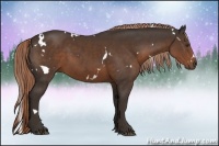 Horse Color:White Spotted Liver Chestnut 