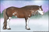 Horse Color:Liver Chestnut Sabino 