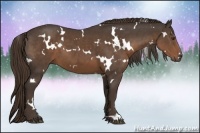Horse Color:White Spotted Liver Chestnut 