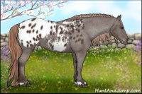 Horse Color:Liver Chestnut Appaloosa