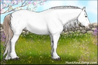 Horse Color:Liver Chestnut Appaloosa