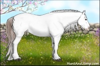 Horse Color:Liver Chestnut Appaloosa