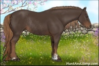 Horse Color:Liver Chestnut Sabino Rabicano
