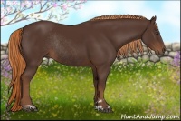 Horse Color:Liver Chestnut Sabino Rabicano