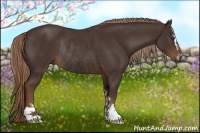 Horse Color:Liver Chestnut Sabino Rabicano 